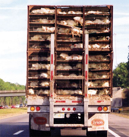 a Tyson chicken truck ... would you feed your child THIS?